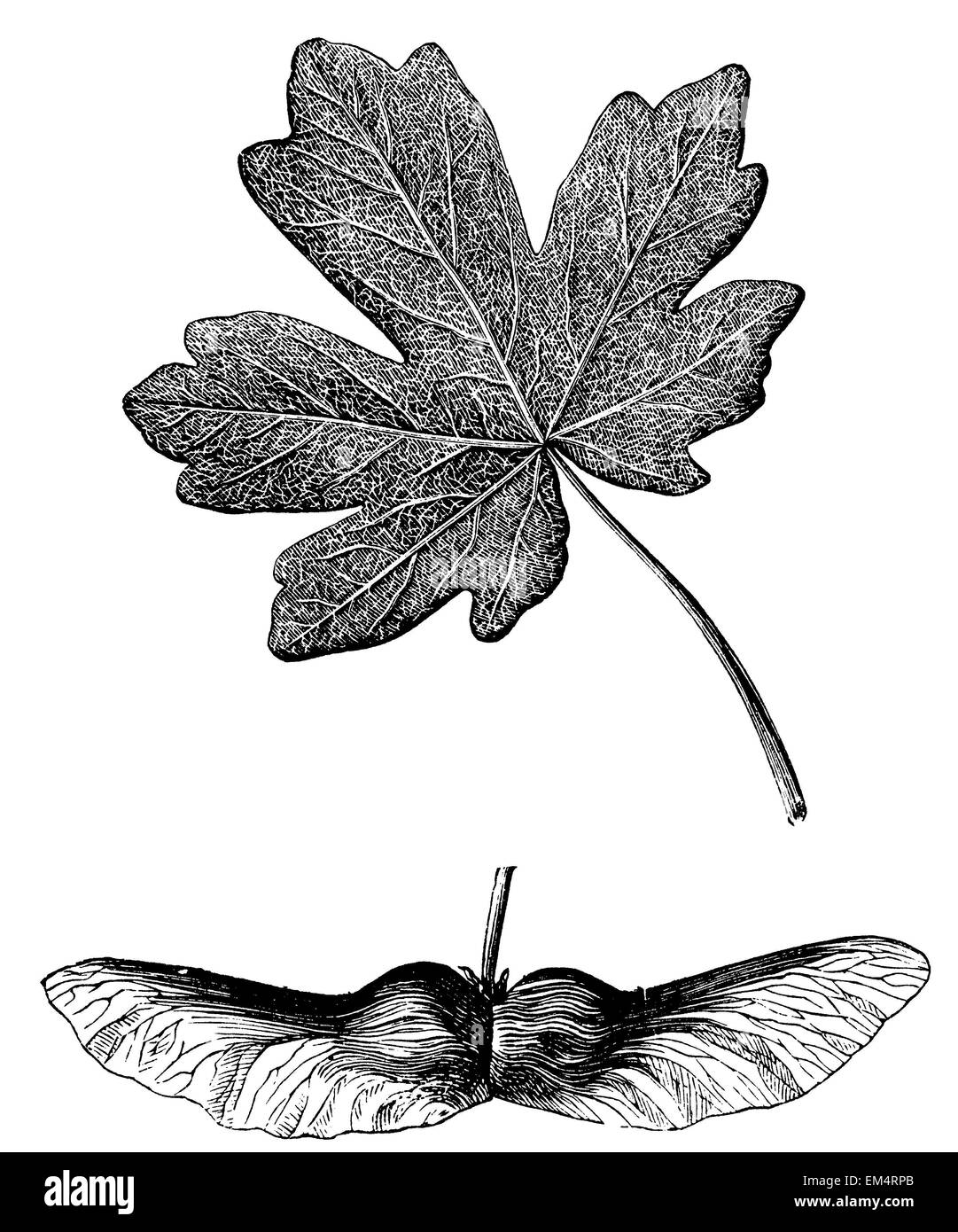 foglia acero campestre - 5 La foglia d'acero Foto e Immagini Stock in Bianco e Nero - Alamy