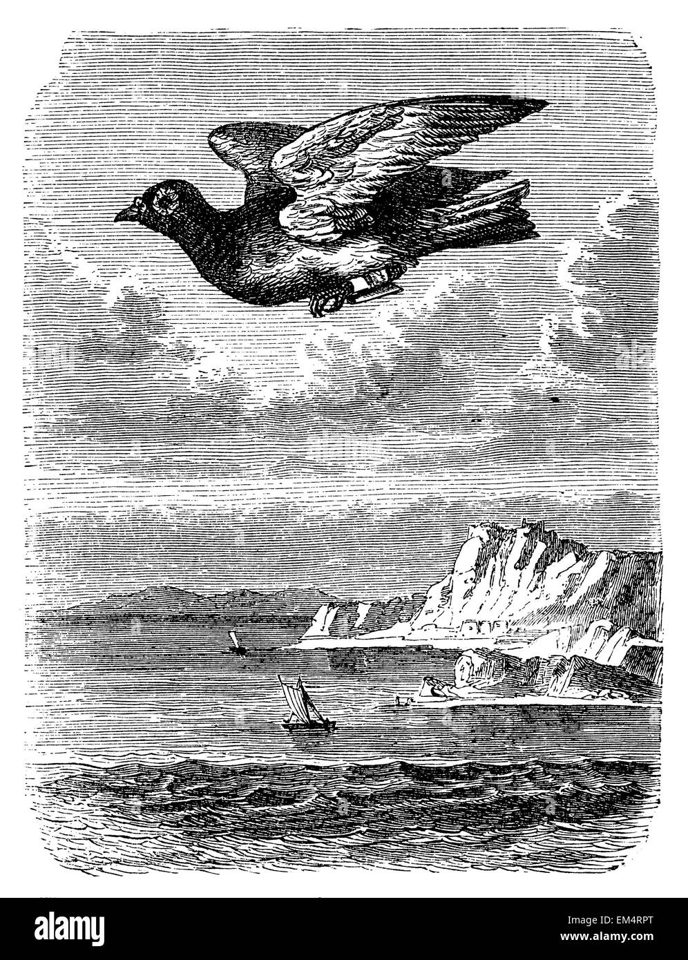 Il piccione viaggiatore volare con un messaggio Foto Stock