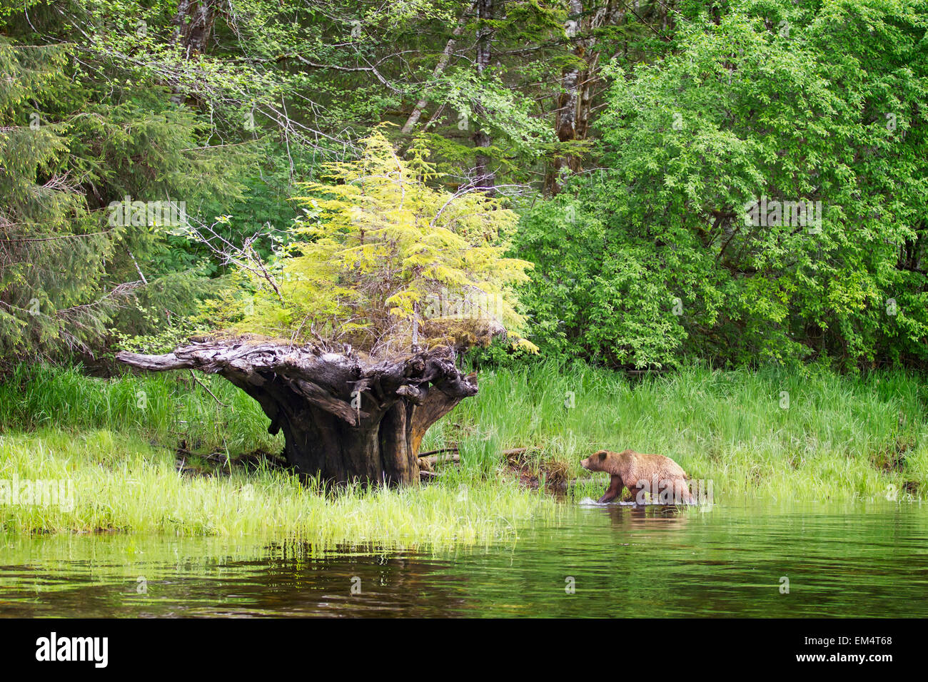 Esplorare,a piedi,stagno,Orso grizzly,Tree,sradicate Foto Stock