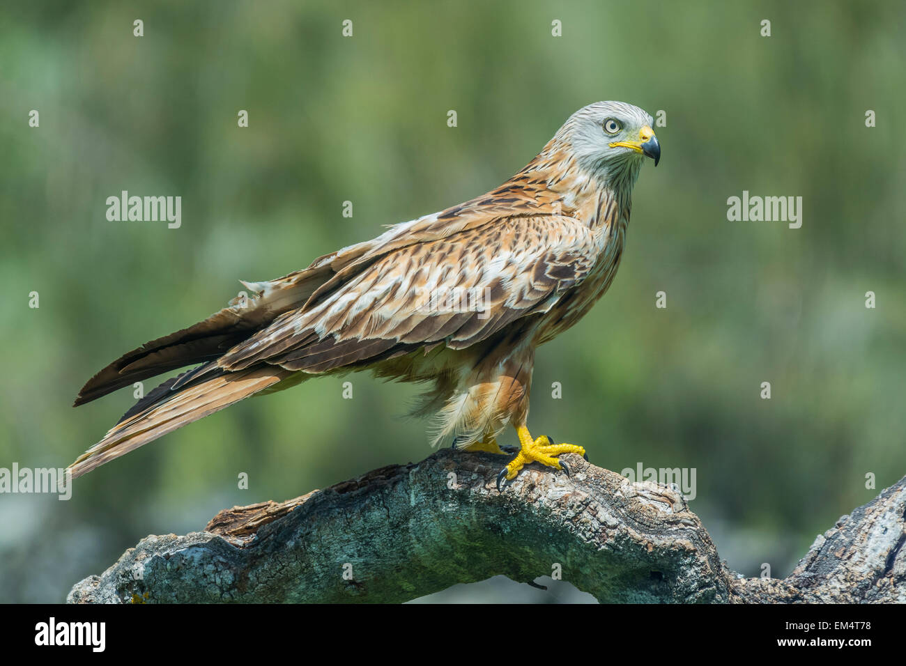 Nibbio reale (Milvus milvus) Foto Stock