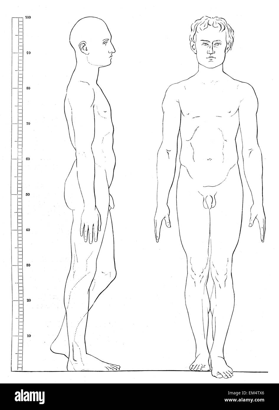 Proporzioni del corpo di medie uomo ( da Schadow ) Foto Stock