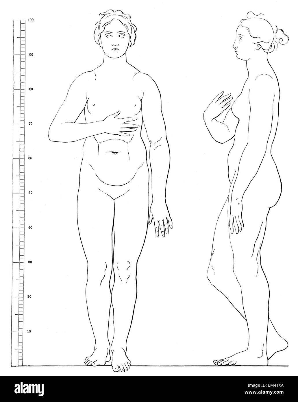 Proporzioni del corpo della Venere medicea ( da Schadow ) Foto Stock