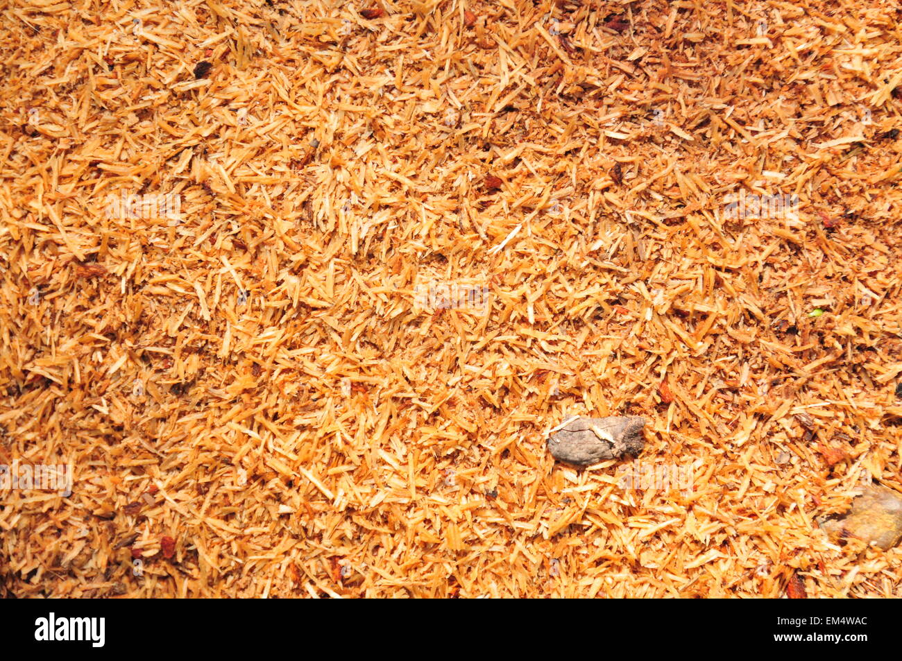 Deforestazione e legno di cocco decaduto Foto Stock