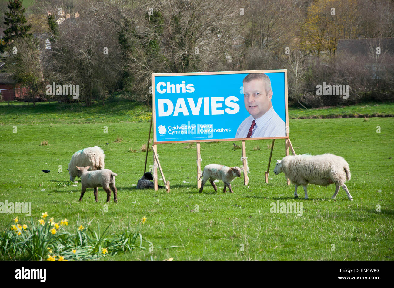 Builth Wells, Powys, Regno Unito. Il 15 aprile 2015. Un poster per Chris Davies, il candidato conservatore per Brecon e Radnorshire è visto in un campo di pecore. Credito: Graham M. Lawrence/Alamy Live News. Foto Stock