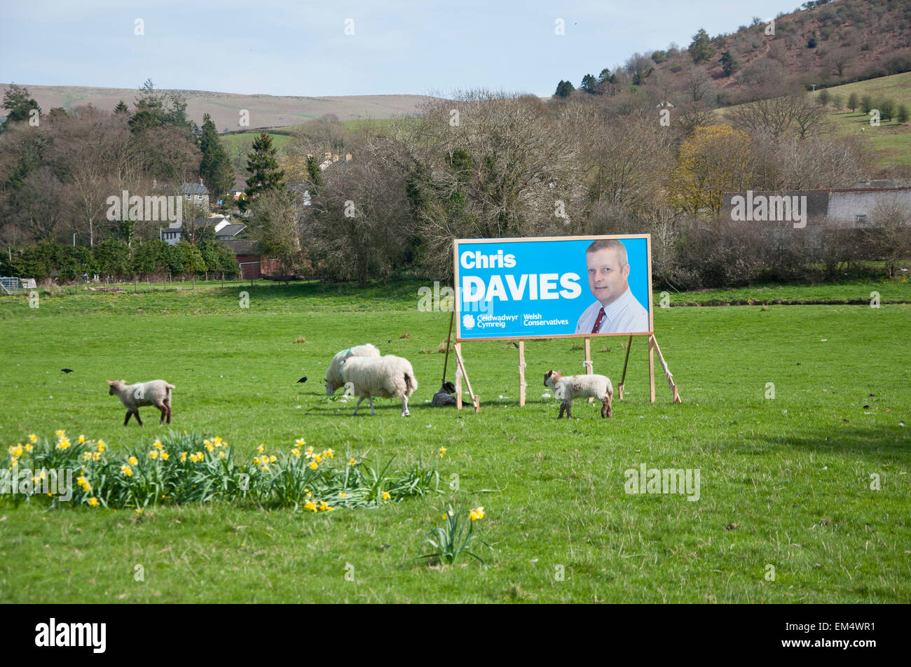 Builth Wells, Powys, Regno Unito. Il 15 aprile 2015. Un poster per Chris Davies, il candidato conservatore per Brecon e Radnorshire è visto in un campo di pecore. Credito: Graham M. Lawrence/Alamy Live News. Foto Stock