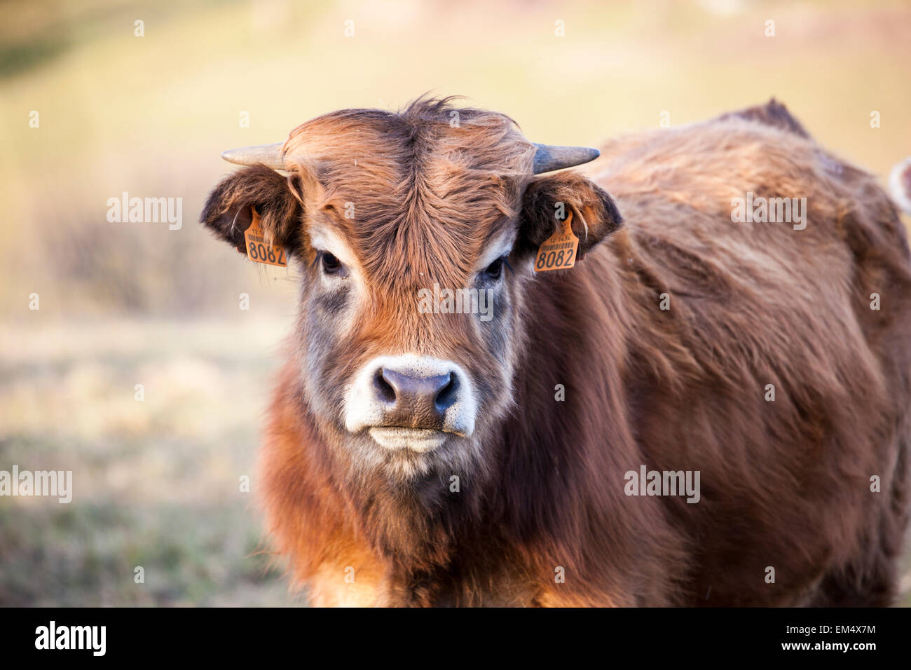 Aubrac vitello regionale una razza francese Foto Stock
