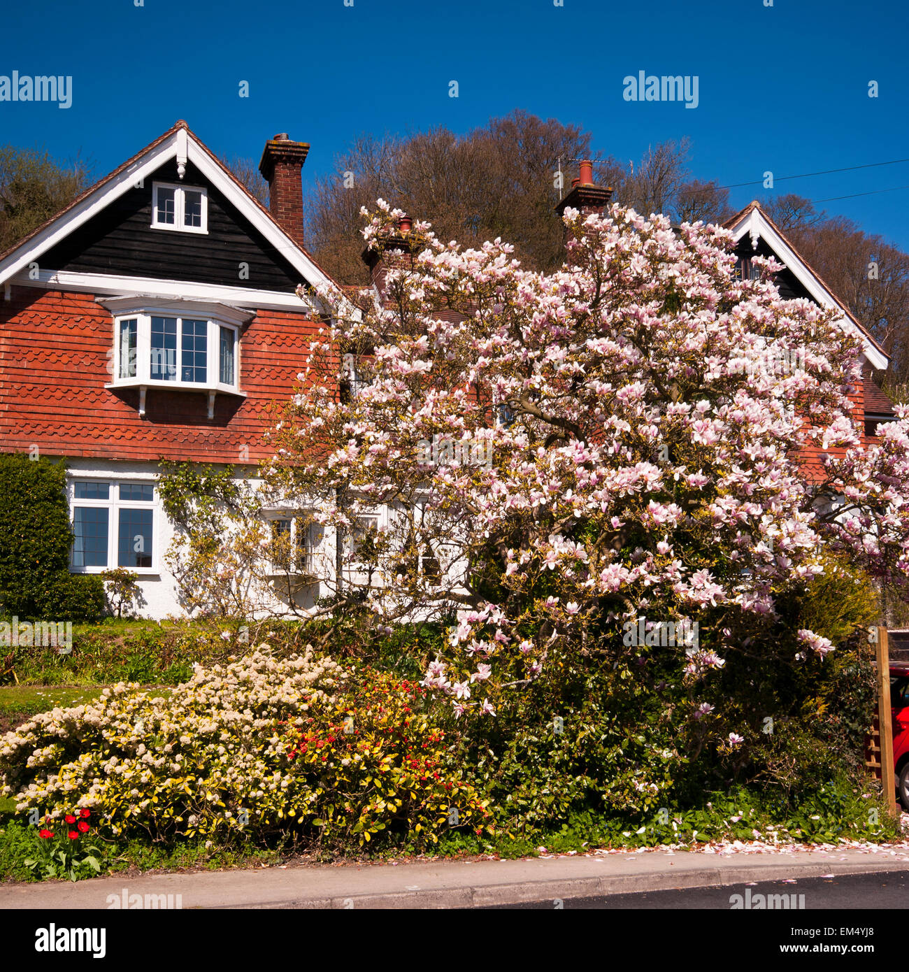 Casa di campagna con un albero di magnolia in fiore nel giardino anteriore Foto Stock