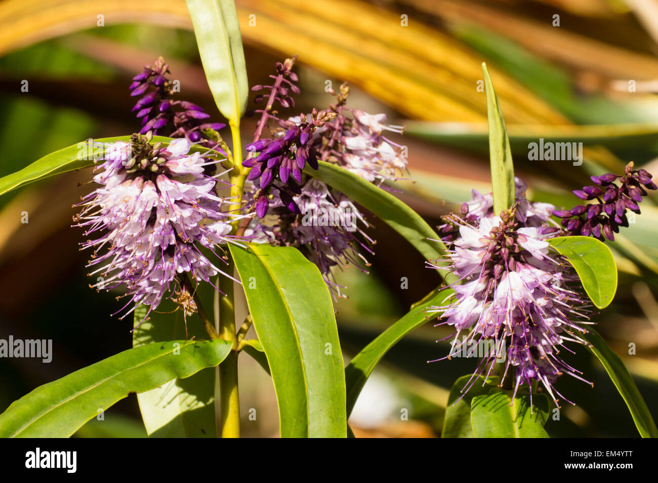 Fiori di Primavera della gara Hebe macrocarpa var. latisepala fade a lilla da viola dopo la fecondazione Foto Stock