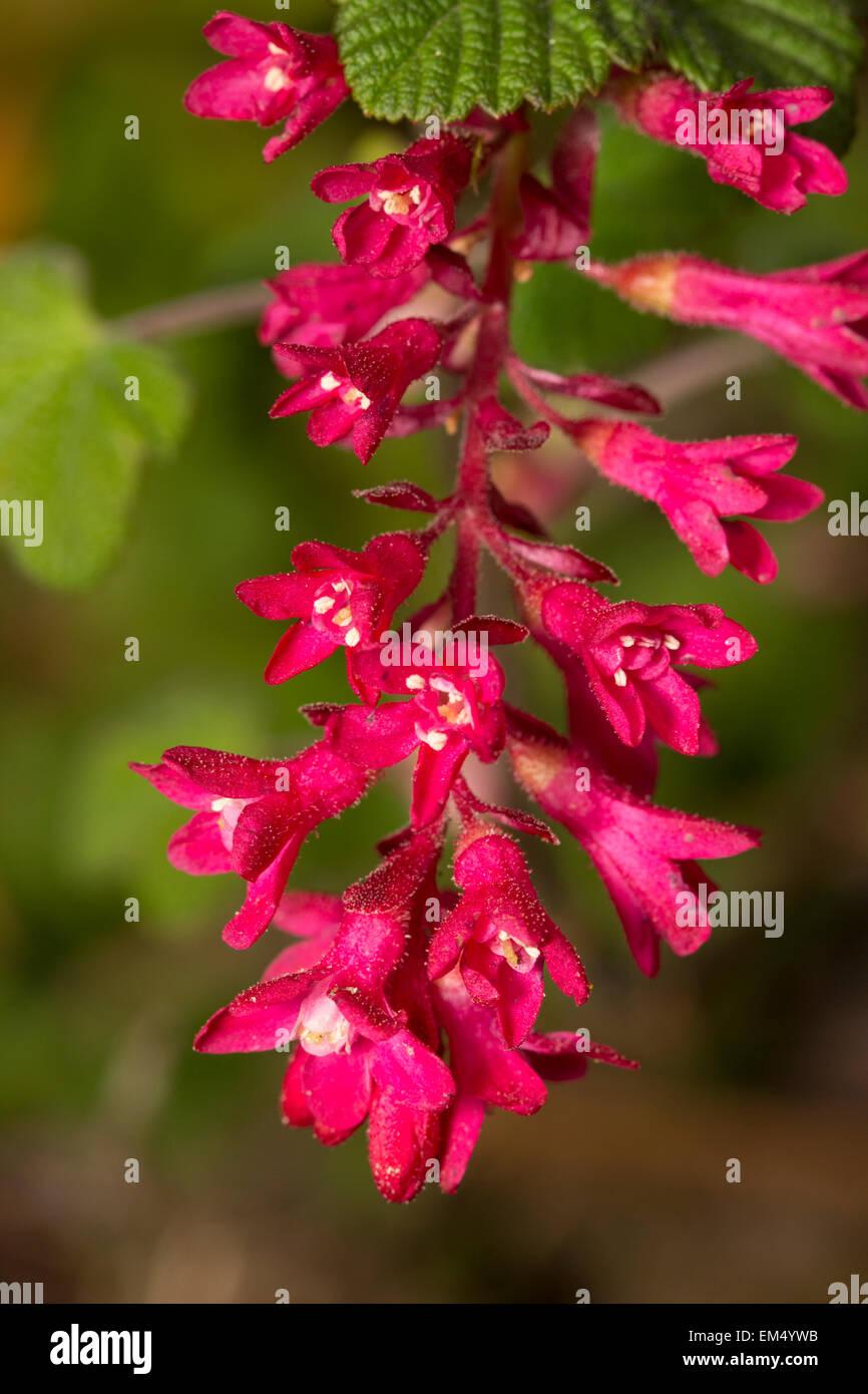 Close up di un unico fiore spray della fioritura, ribes, Ribes sanguineum 'Rosso Pimpernel' Foto Stock