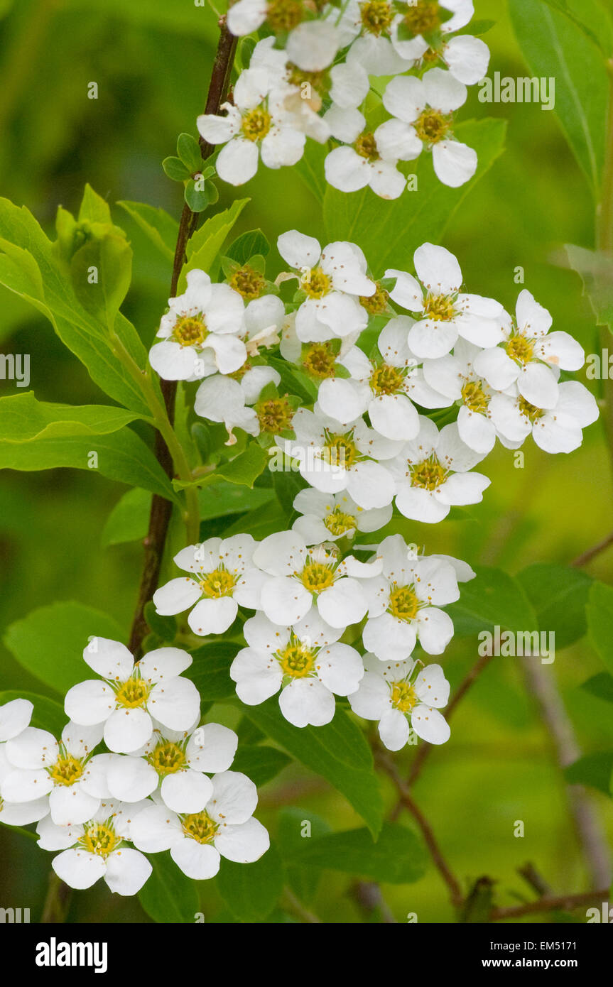 Fiori della Spiraea Arguta "Corona nuziale" Foto Stock