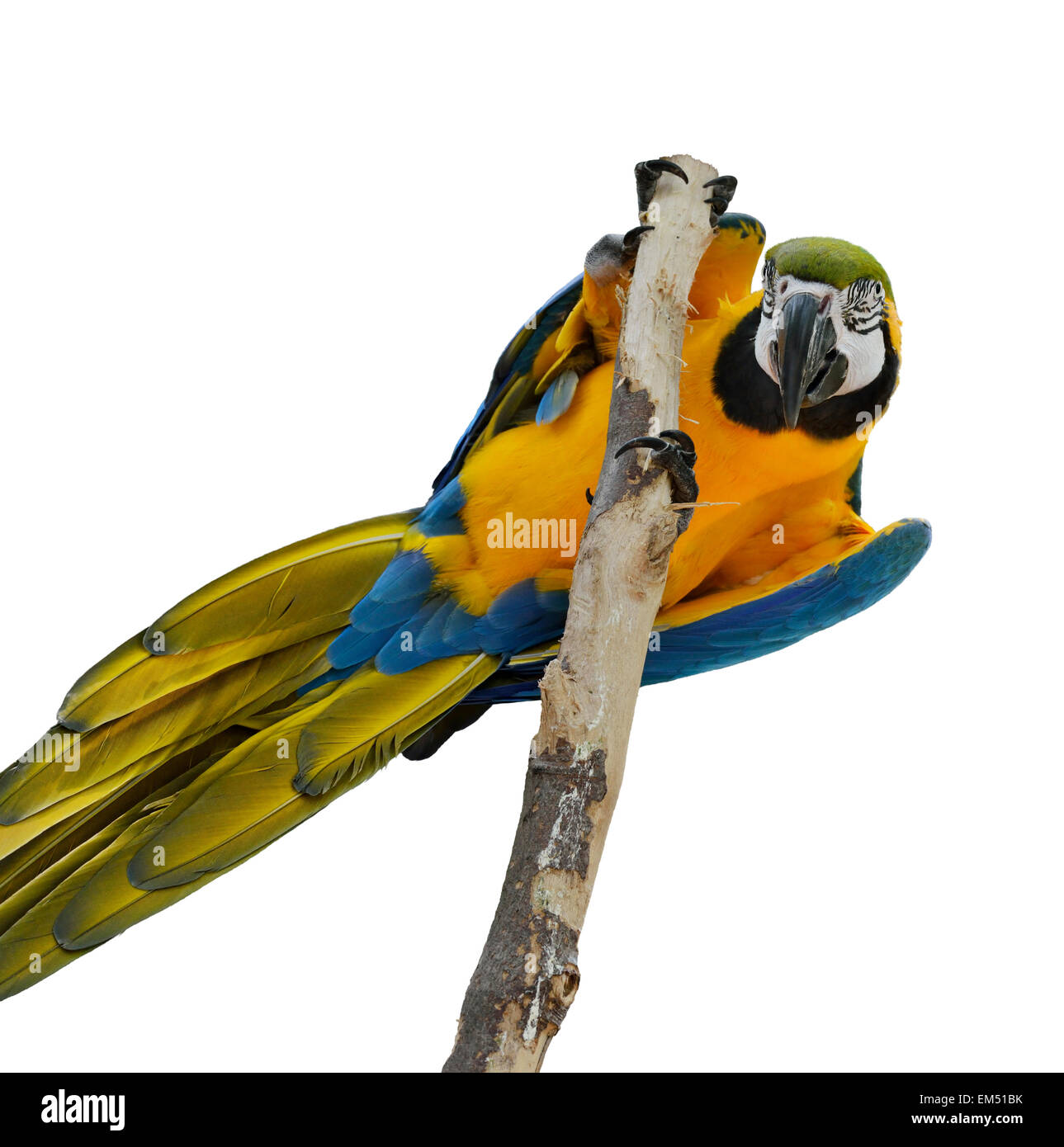 Blu e Oro Macaw Foto Stock