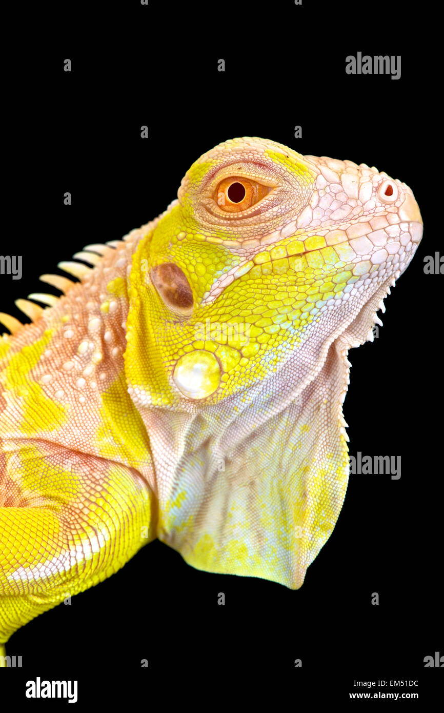 Albino (Iguana Iguana iguana) Foto Stock
