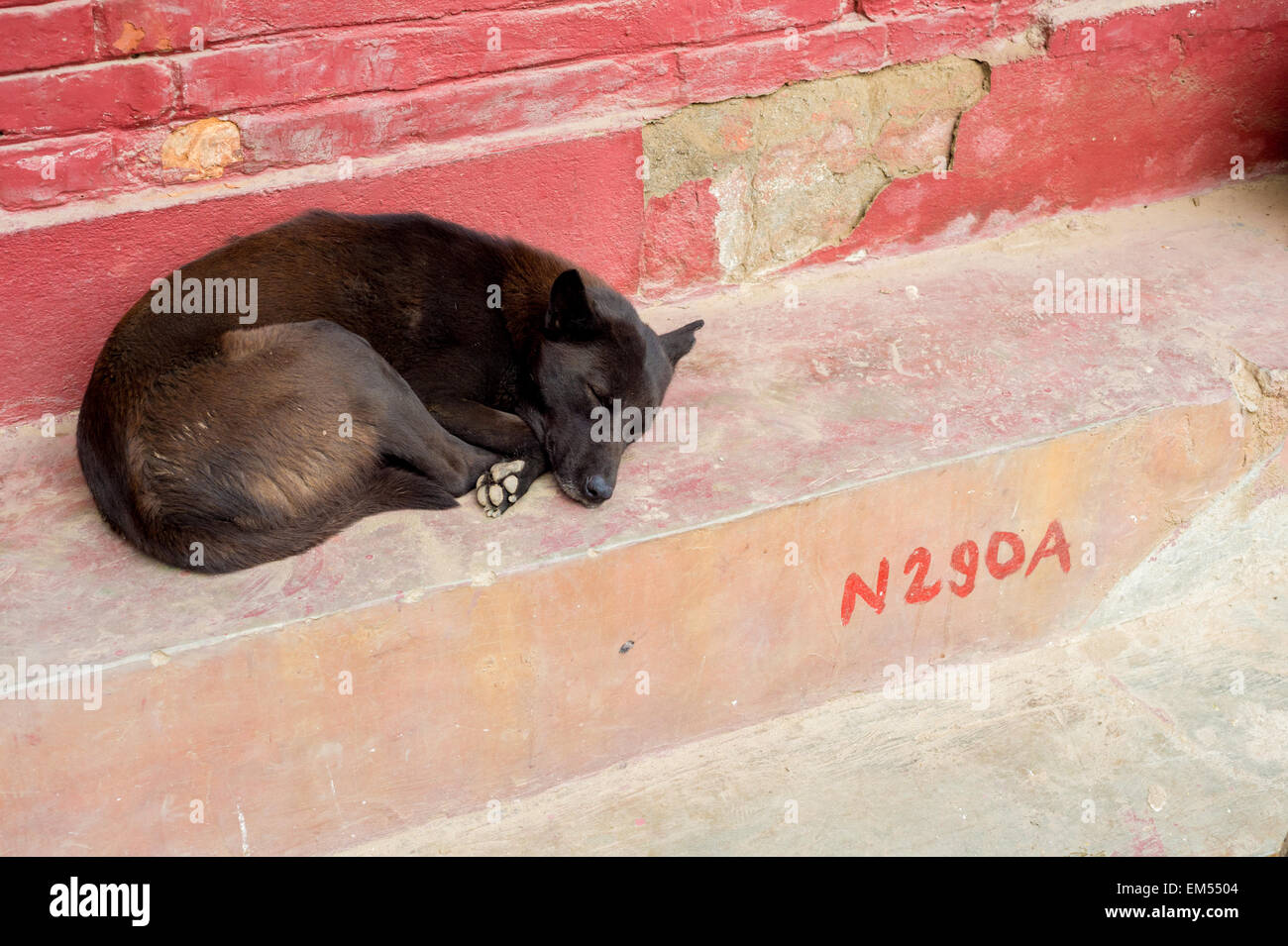 Cane dorme per le strade di Kathmandu Foto Stock