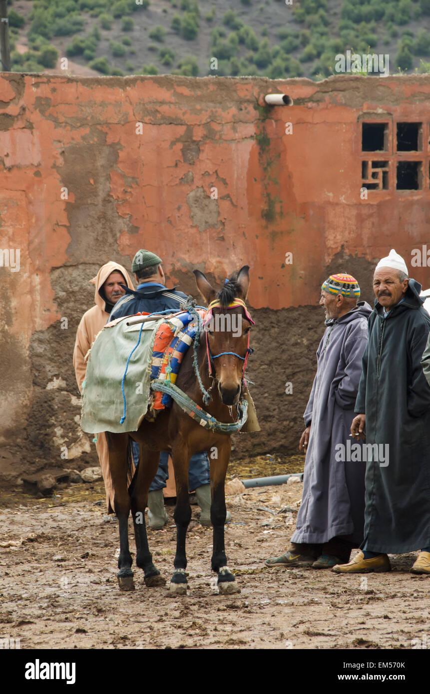 Il Marocco, uomini stavano in piedi intorno, parlare insieme accanto a cavallo ricoperti di tessuto colorato su slitta Foto Stock