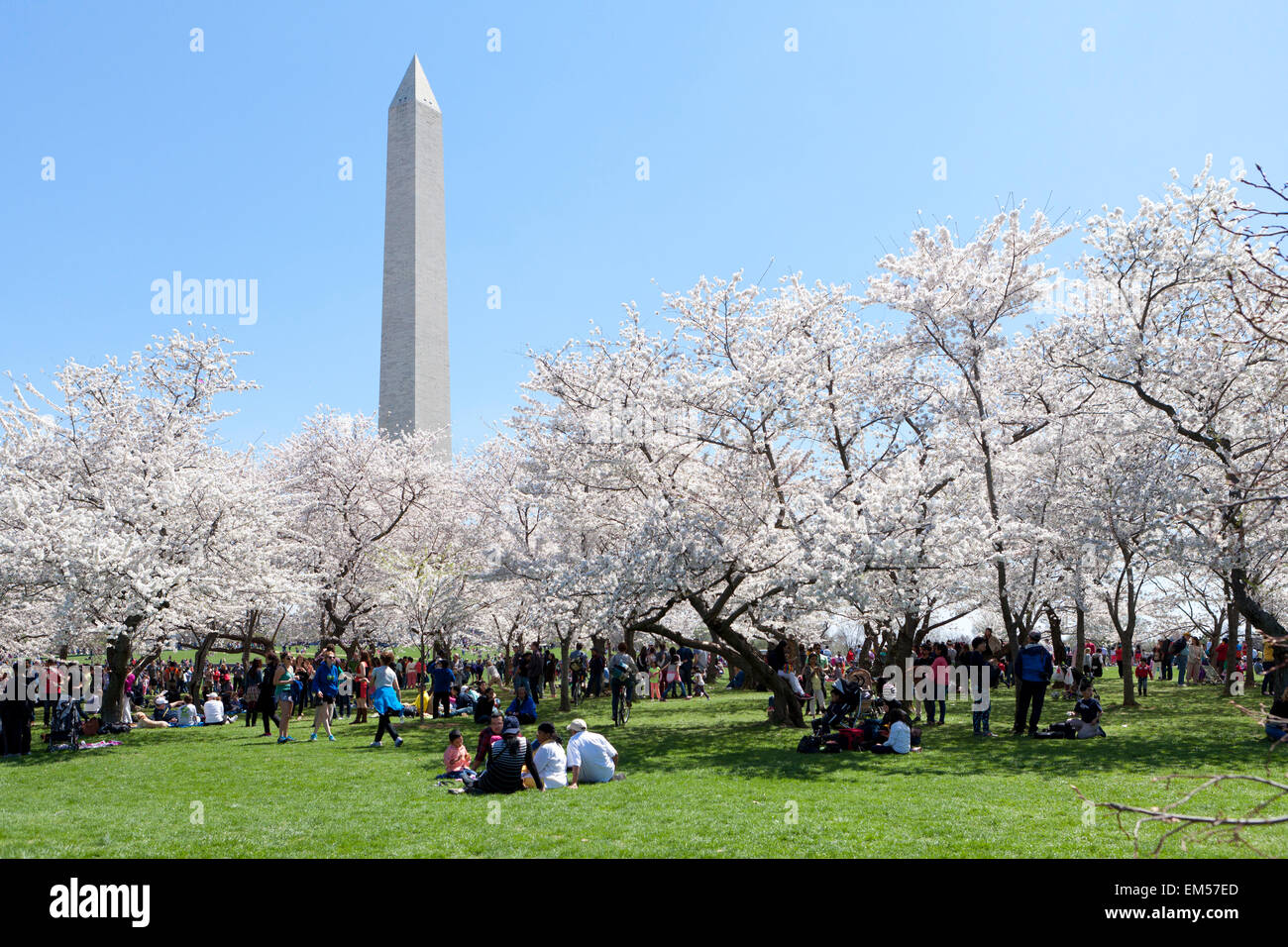 Fiore di Ciliegio stagione - Washington DC, Stati Uniti d'America Foto Stock