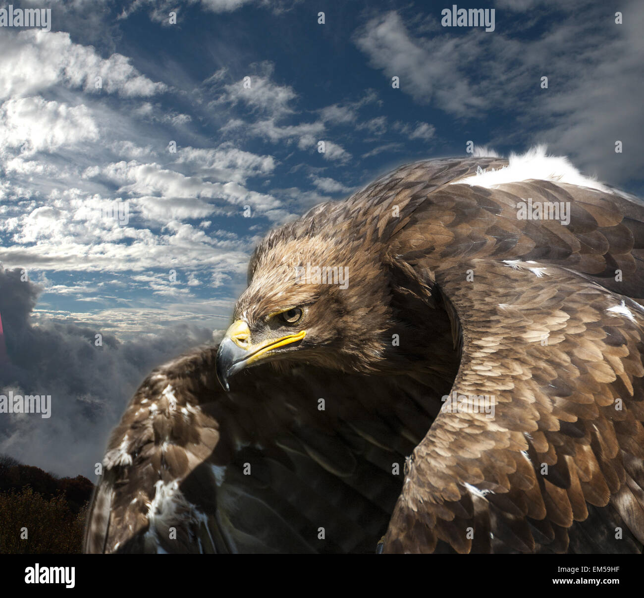 Eagle e blu sullo sfondo del cielo con le nuvole Foto Stock