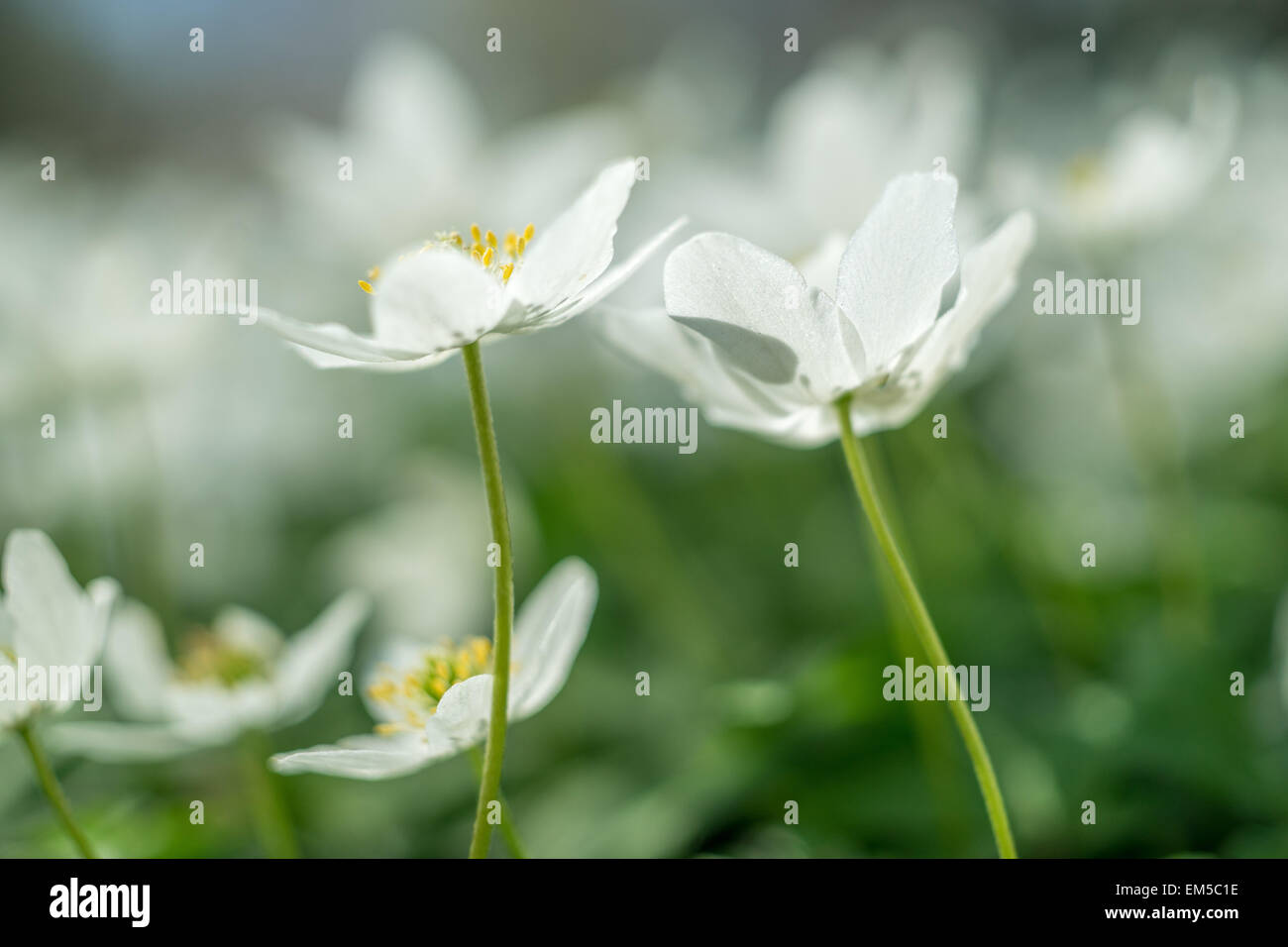 Legno Anemone nemorosa , visto da terra bianca abbondanti fiori di primavera Foto Stock