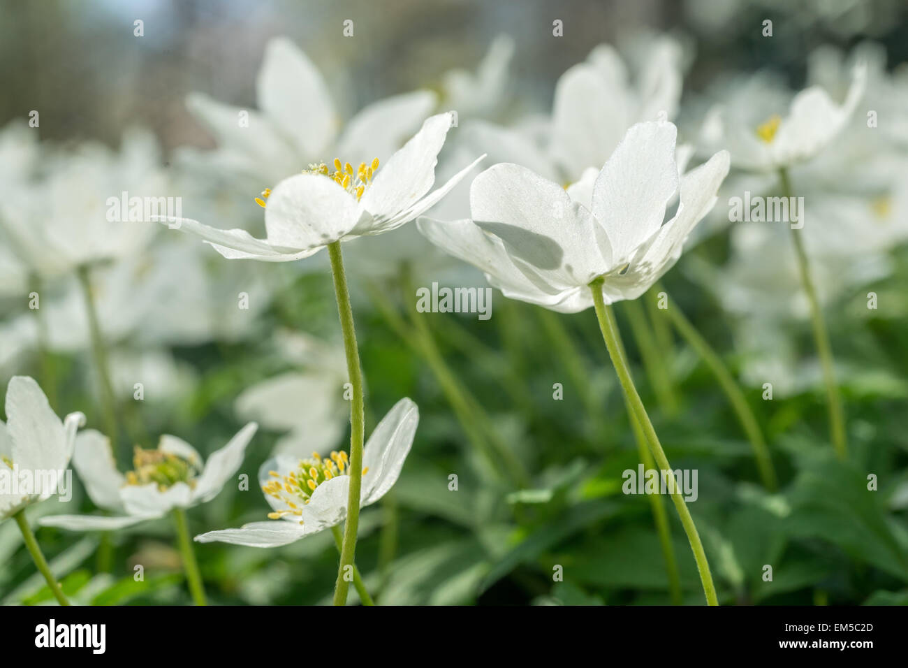 Legno Anemone nemorosa , visto da terra bianca abbondanti fiori di primavera Foto Stock