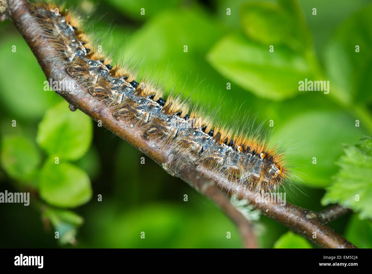 Northern Eggar caterpillar nelle Highlands Scozzesi. Foto Stock