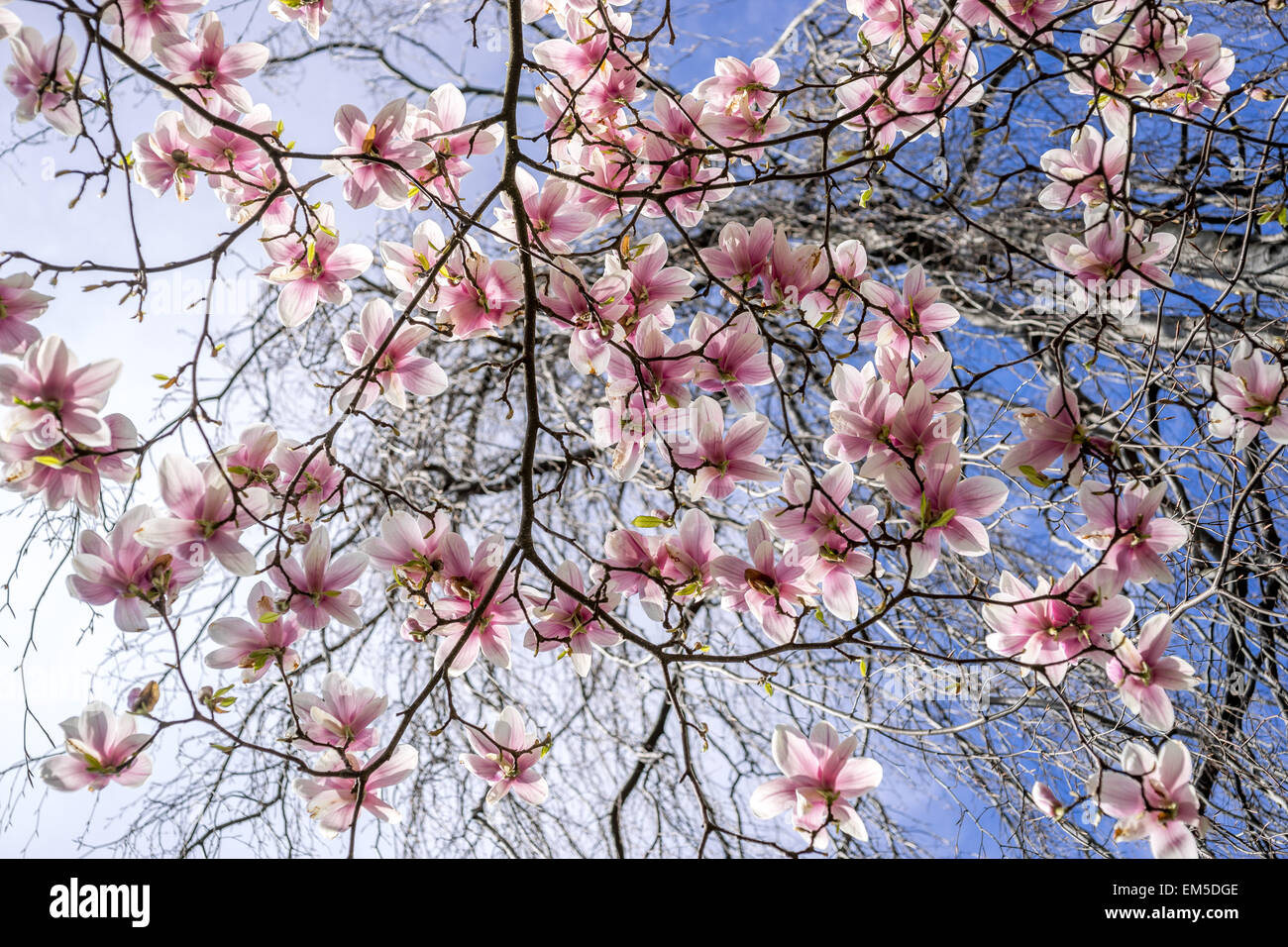 Soulangiana Magnolia soulangeana fiori di primavera contro il cielo blu Foto Stock