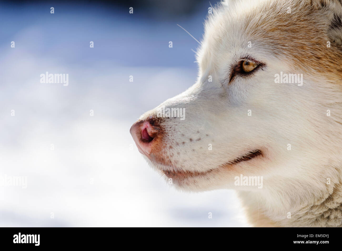 Rosso-bianco siberian husky Sleddog ritratto. Foto Stock