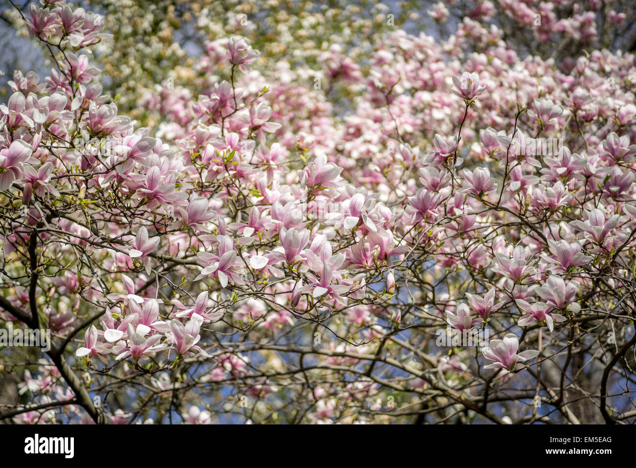 Soulangiana Magnolia soulangeana fiori di primavera contro il cielo blu Foto Stock