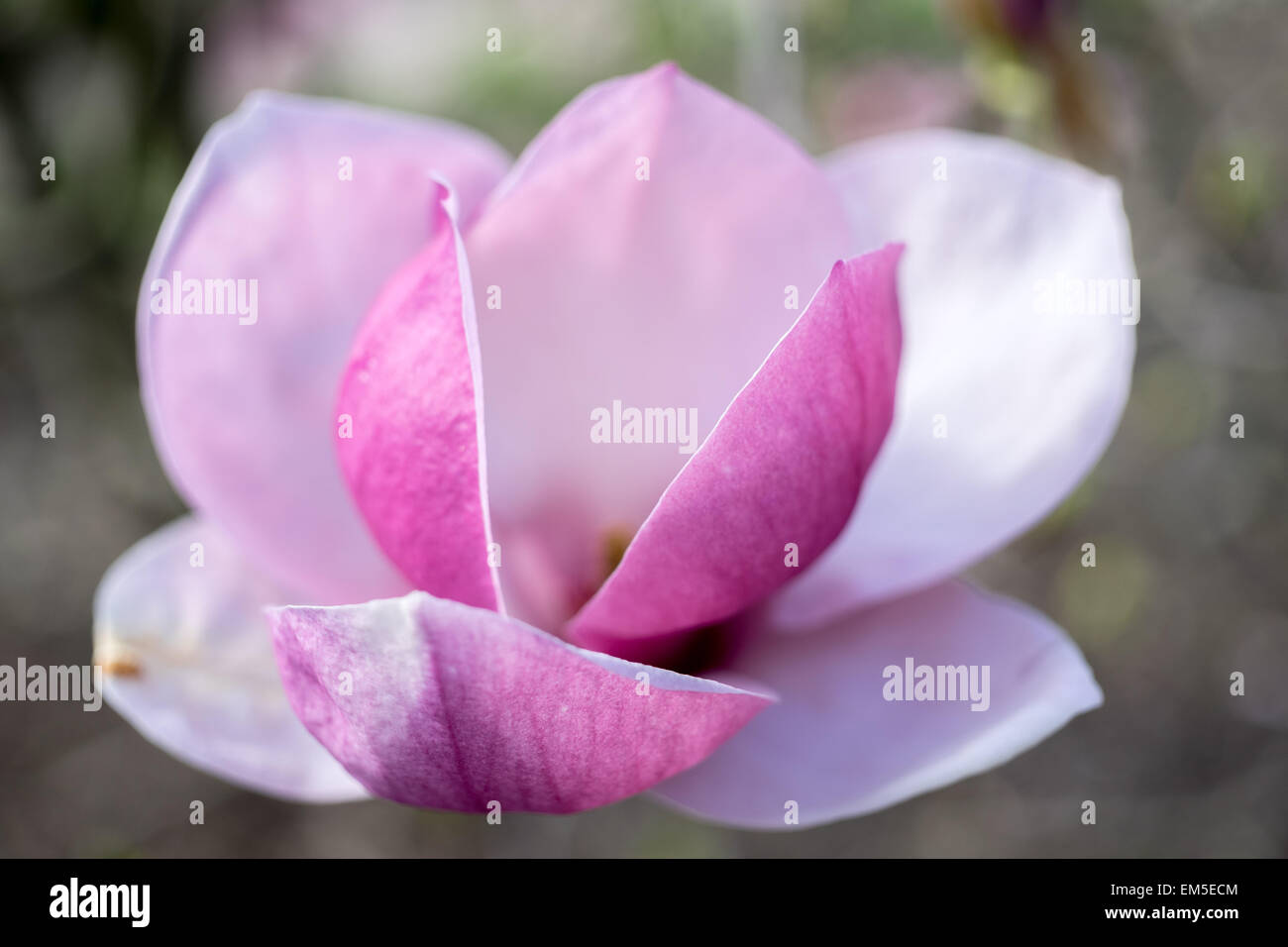 Magnolia soulangiana lennei fiore rosa close up Foto Stock