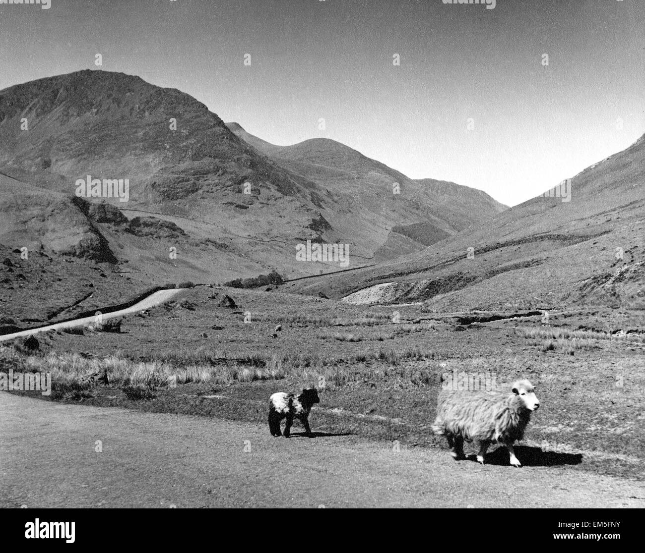 Pecore camminando lungo il Honester pass che collega la valle Buttermere con l'estremità orientale di Borrowdale valley nel distretto del lago, Cumbria. Circa 1925. Foto Stock