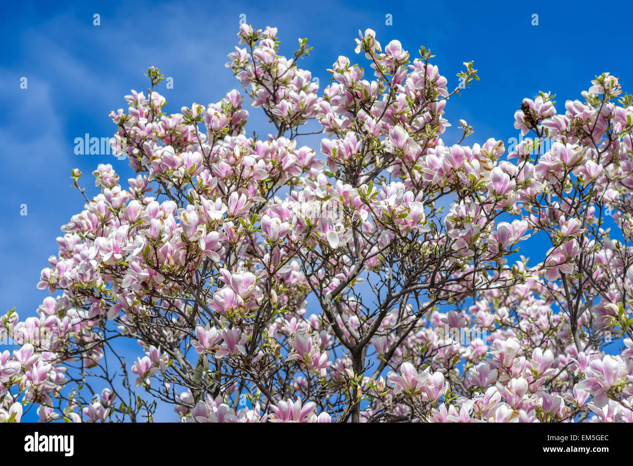 Soulangiana Magnolia soulangeana fiori di primavera contro il cielo blu Foto Stock