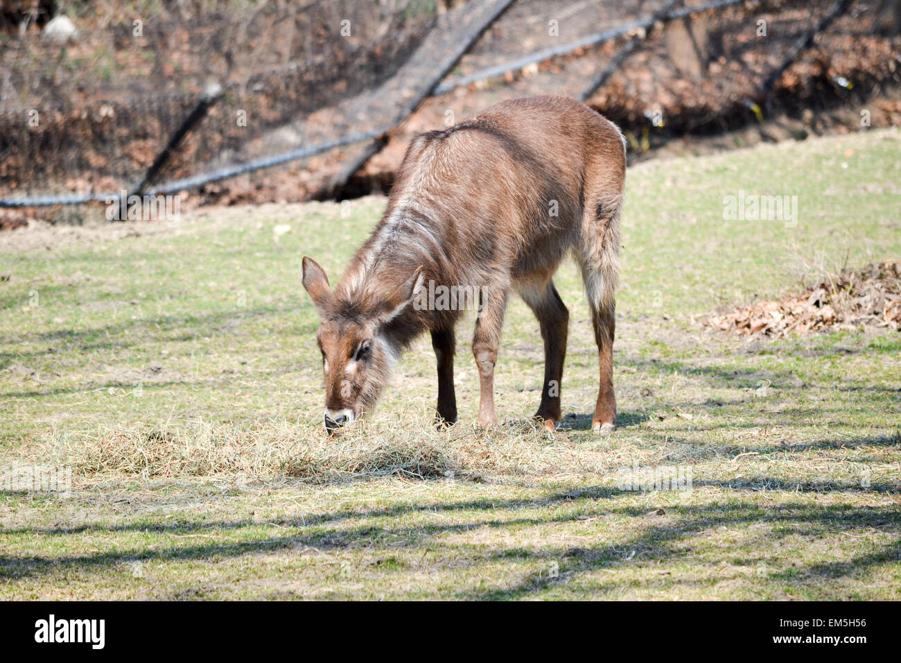 Femmina buck acqua al pascolo. Foto Stock