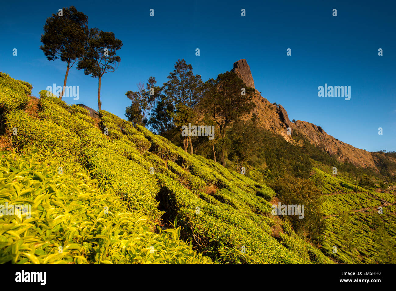 Il Kolukkumalai piantagione di tè, i mondi più elevati la piantagione di tè, Munnar Kerala India Foto Stock