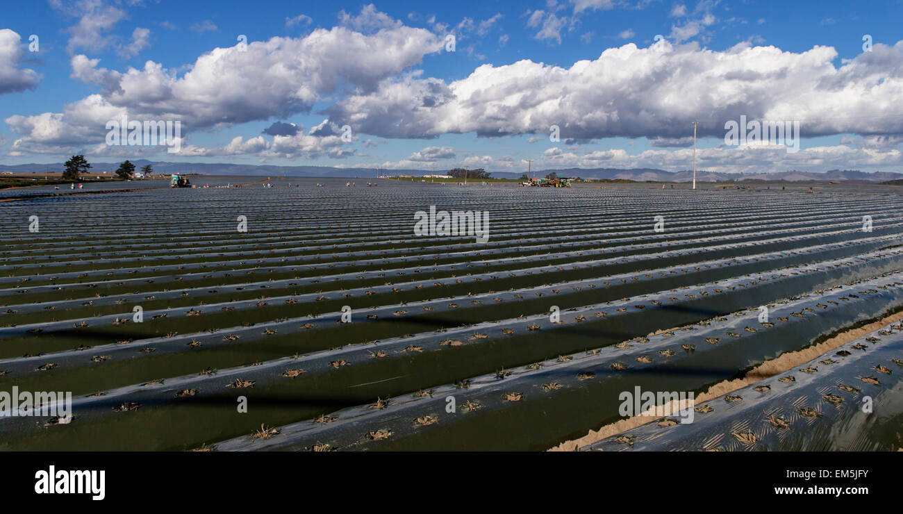 Appena piantato il campo di fragole. Foto Stock