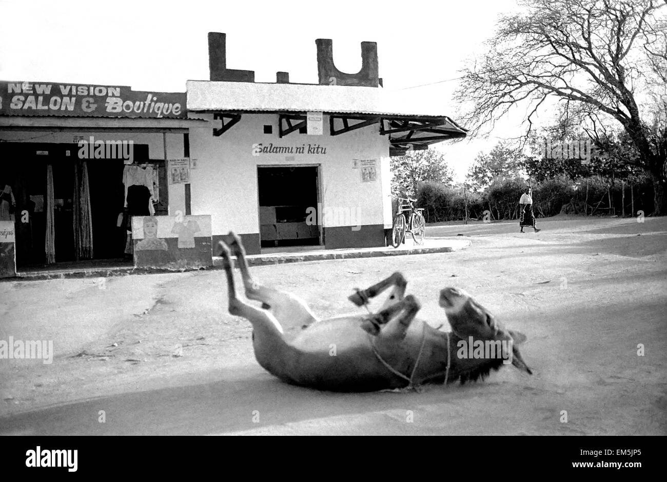 Ikutha, Kitui, Kenya. Area Rurale. Un asino che giace in strada come un cane di fronte a uno dei pochi negozi che vendono anythin Foto Stock
