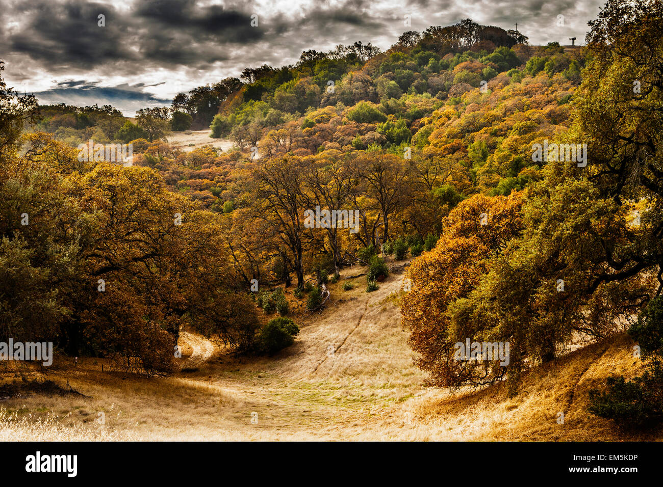 Vista panoramica dei boschi di quercia di Jack London State Historic Park. Foto Stock
