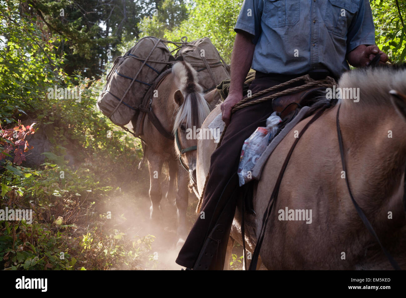 L'uomo andare a cavallo e guida di un pack horse su un sentiero nel nord di Washington Foto Stock