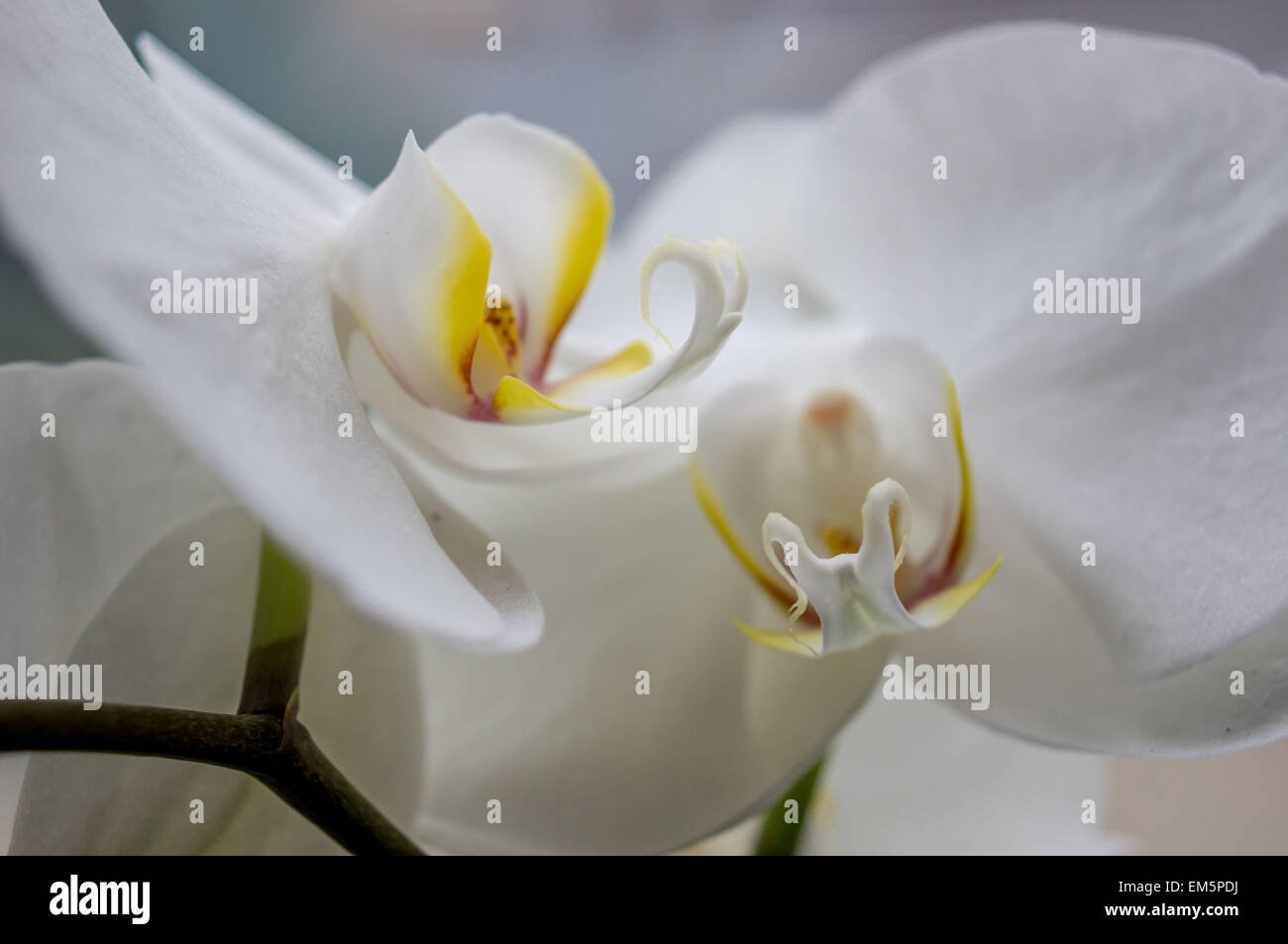 White Orchid flower close up Phalaenopsis Foto Stock