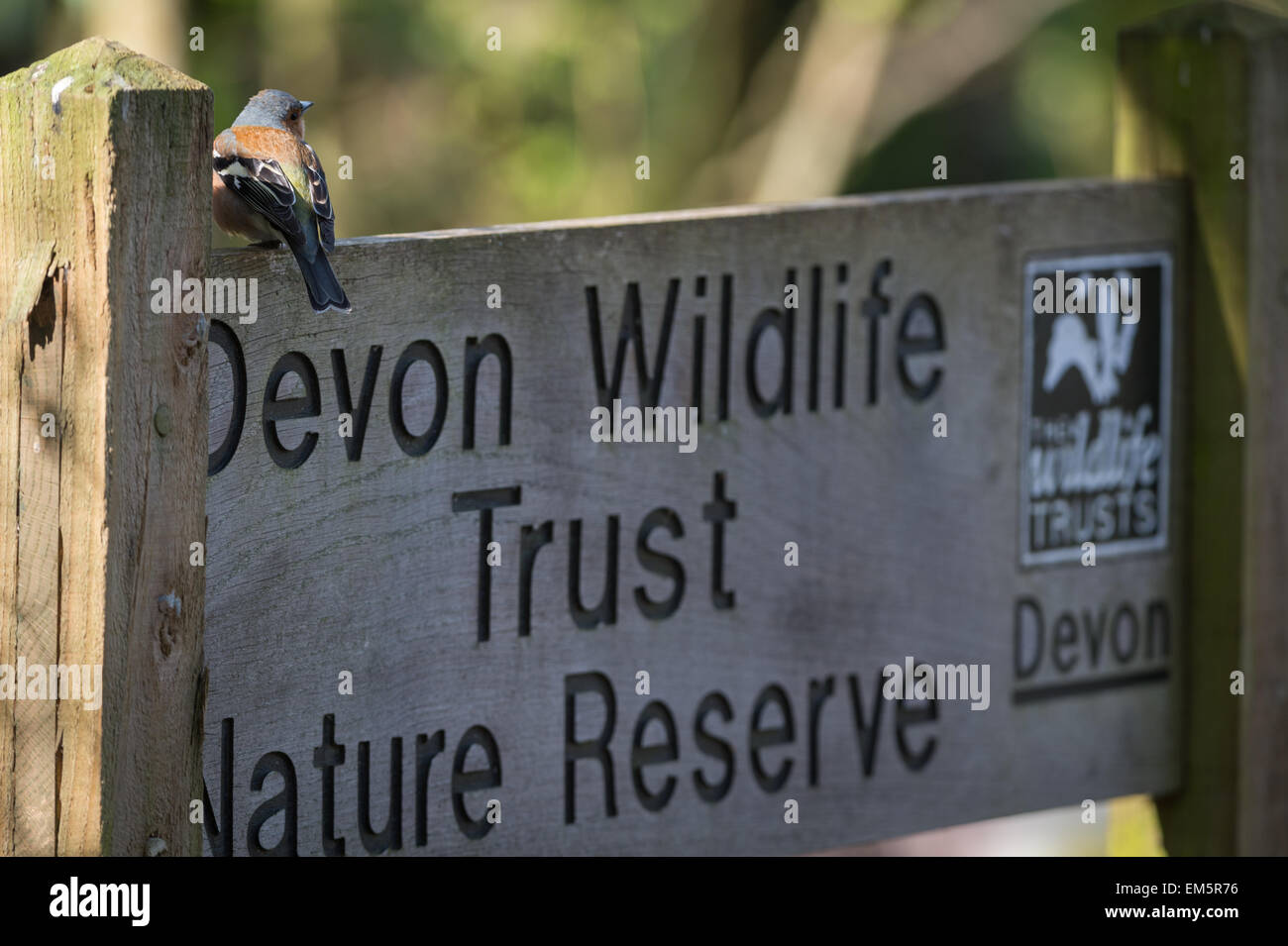 Fringuello, Dunsford legno riserva naturale sul fiume Teign, Dunsford, Devon, Regno Unito. Foto Stock