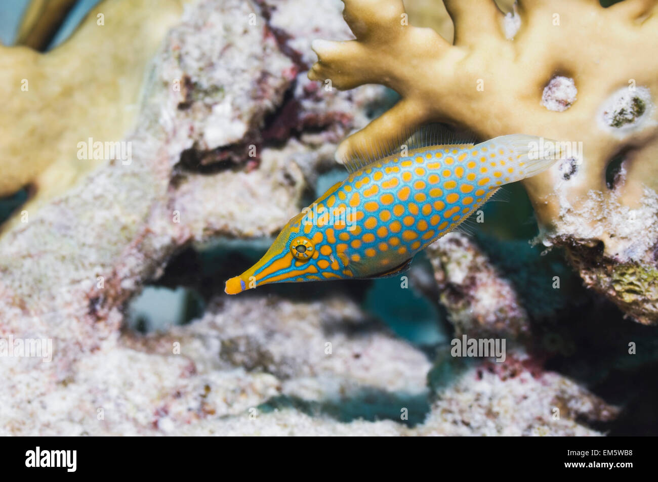 Longnose filefish (Oxymonacanthus longirostris). Mare delle Andamane, Thailandia. Foto Stock