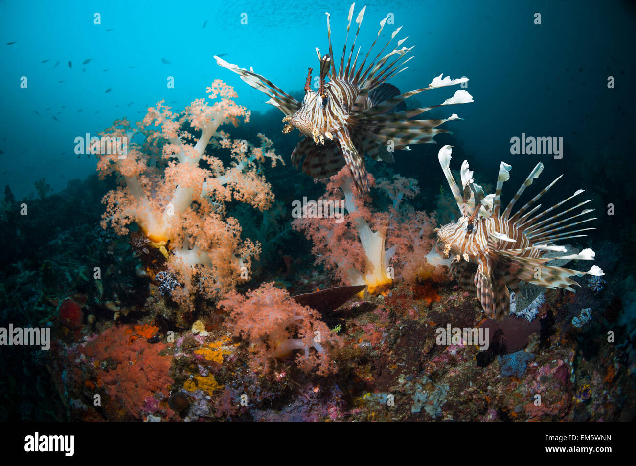 Leone Rosso o Turkeyfish (pterois volitans) sulla barriera corallina con coralli molli (Dendronephthya sp.). Indonesia. Foto Stock