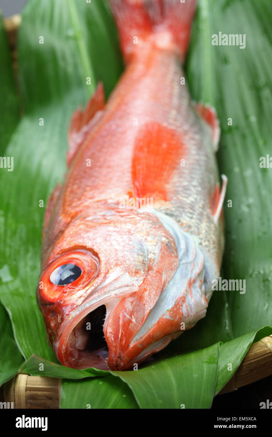 Blackthroat seaperch, rosy spigola, nodoguro, akamutsu, giapponese di alta  classe pesce Foto stock - Alamy