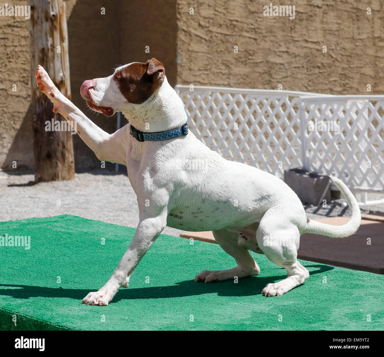 Cane sollevando la sua zampa e invio di una alta cinque sventolando Foto Stock