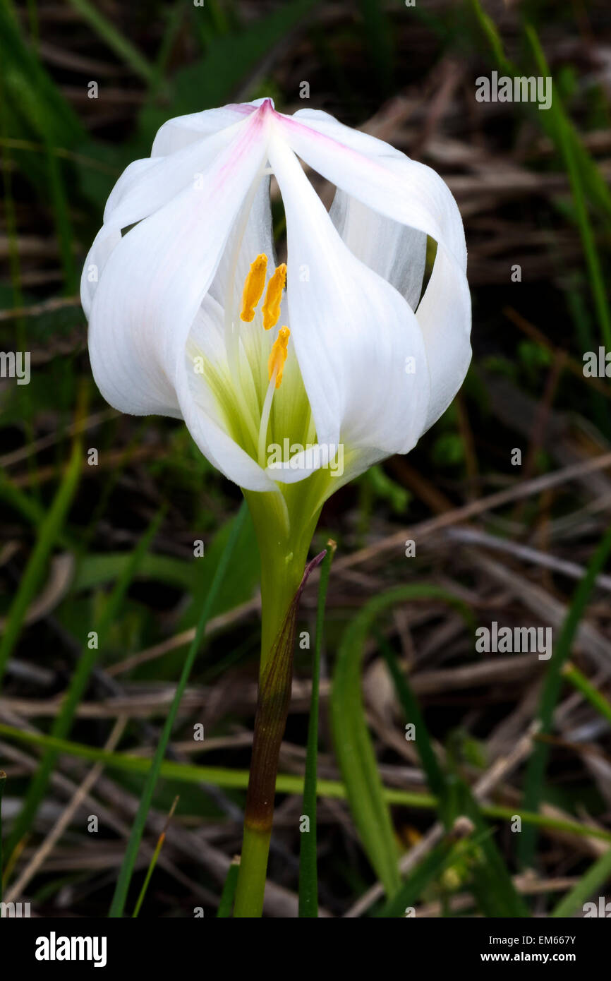Atamasco Lilly con carattere Foto Stock