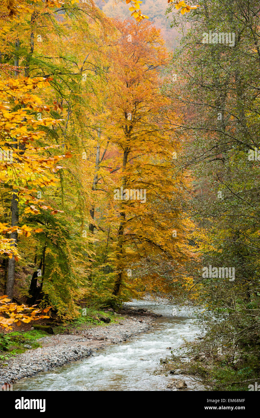 fiume nella foresta Foto Stock