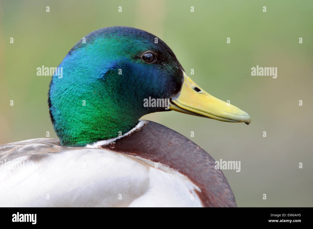 Maschio di Mallard duck a Arundel Foto Stock