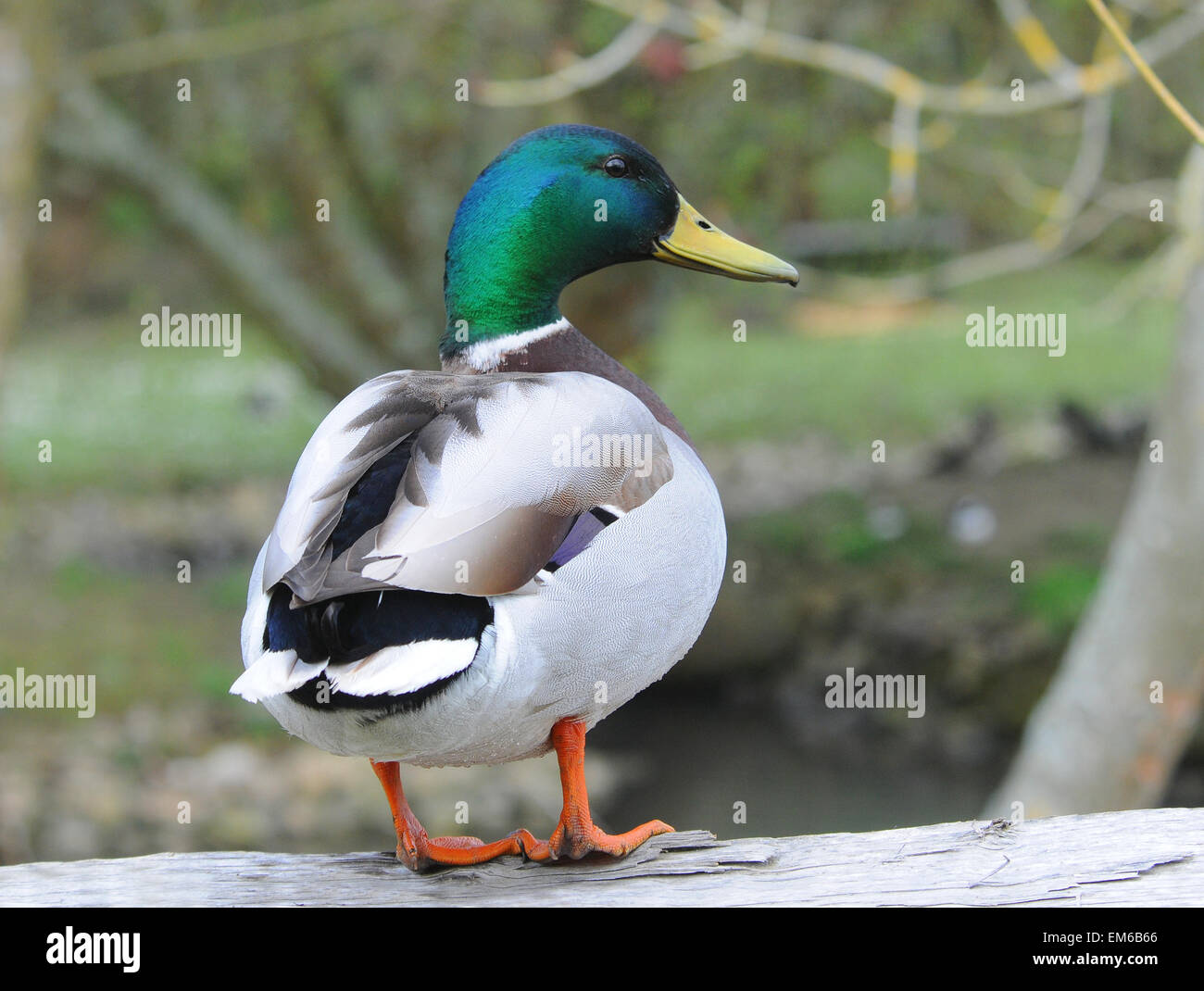 Maschio di Mallard duck a Arundel Foto Stock