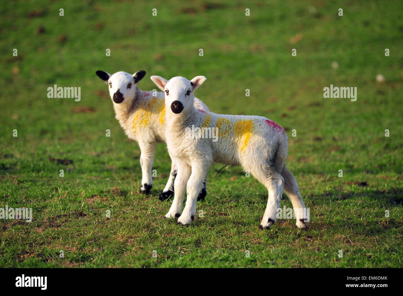 Appena nato agnelli godersi il tempo su uno dei giorni più caldi dell'anno finora in Ysbyty Ystwyth County Ceredigion. Credito: Jonny bianco/Alamy Live News Foto Stock