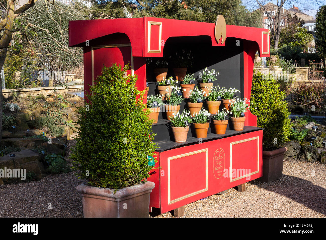 Visualizzazione di bucaneve, Chelsea Physic Garden, Londra Foto Stock