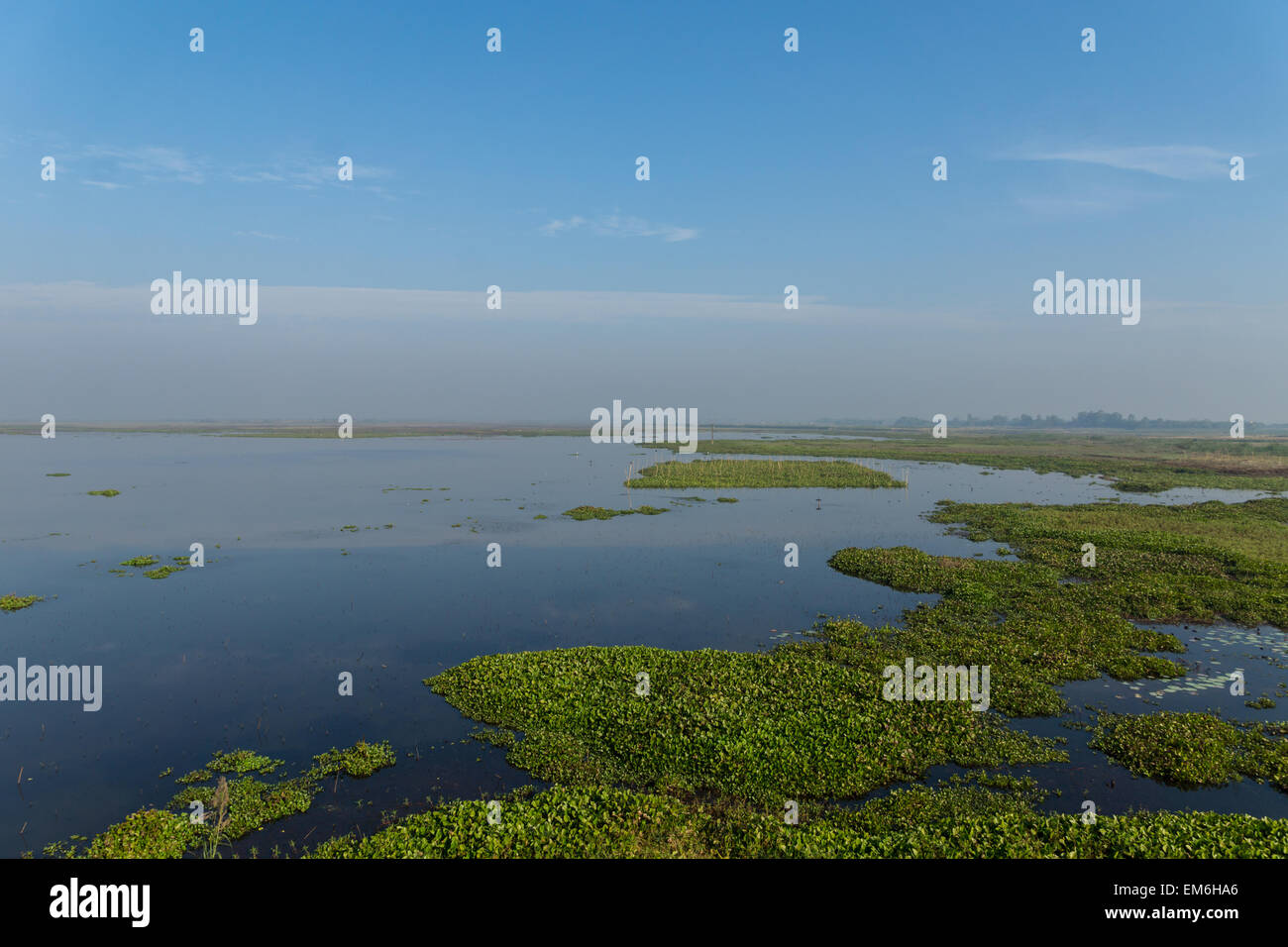 Uccelli selvatici nella riserva naturale del Bangladesh Foto Stock