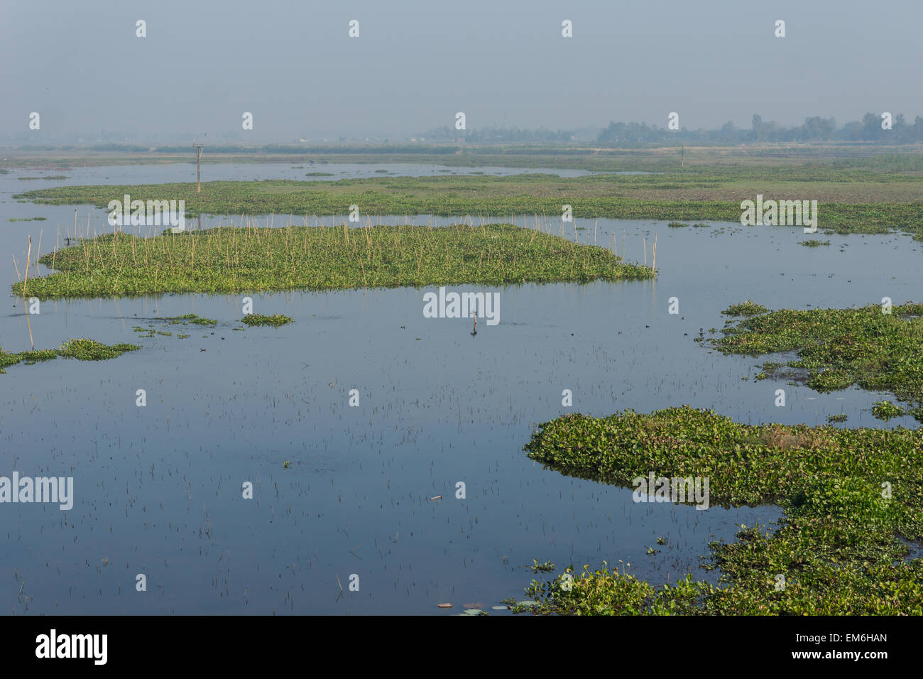 Bird nella riserva naturale del Bangladesh Foto Stock