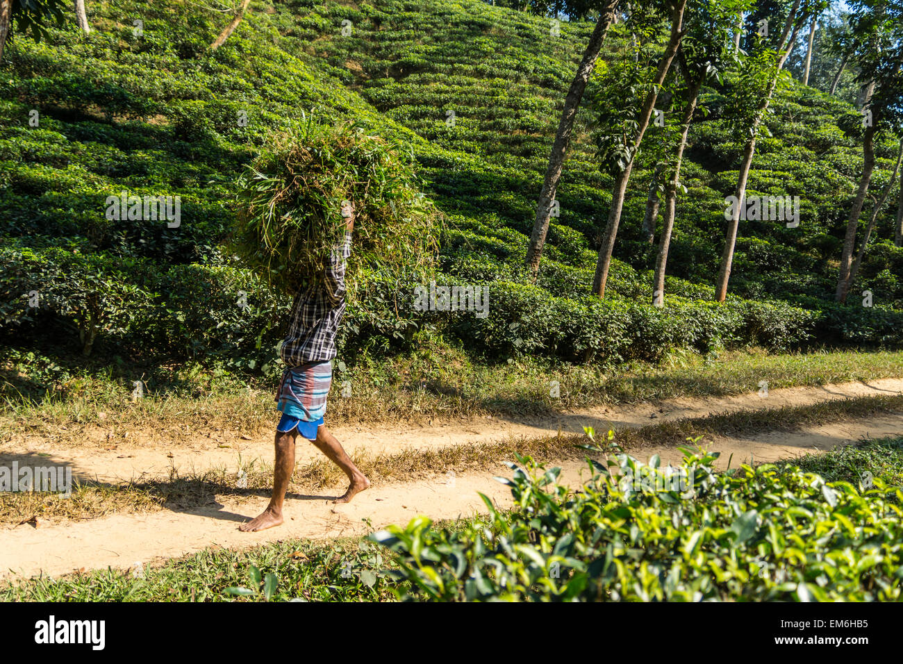 Tea Garden lavoratore in Bangladesh Foto Stock